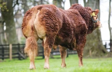 Elite Pedigree Genetics Gunnerfleet Lion