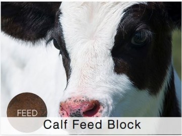 Shamrock Beef Calf Feed Block