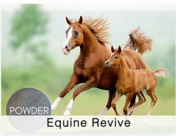 Shamrock Horse Revive