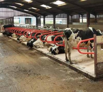 Mayo Cow Comfort Hybrid Flex Cubicle