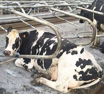 Mayo Cow Comfort Adjustable Cantilever Cubicle