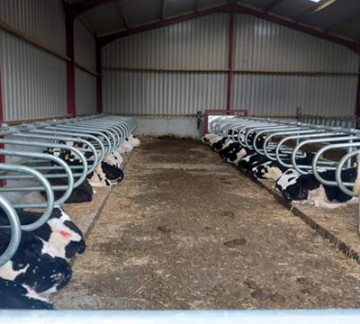 Mayo Cow Comfort Calf Cubicle