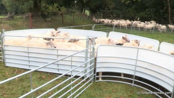 Shepherdsmate Forcing Pen