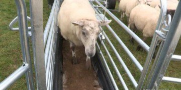 Shepherdsmate Footbath