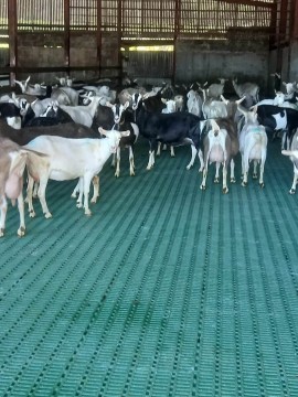 MIK Plastic Goat Slats