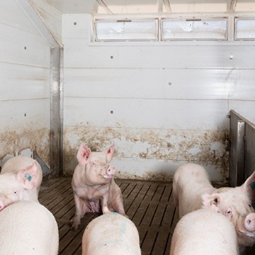 Creagh Concrete 2400mm Pig & Sheep Slats