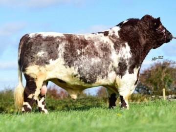 BullBank Langalbuinoch Highlander