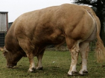 BullBank Procters Cavalier