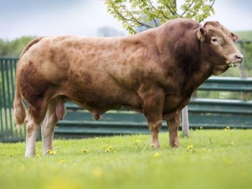 BullBank Exmoor Galaxy