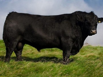 BullBank Fordel Lockdown P827